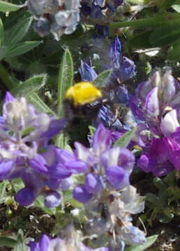 Image of Morrison Bumble Bee