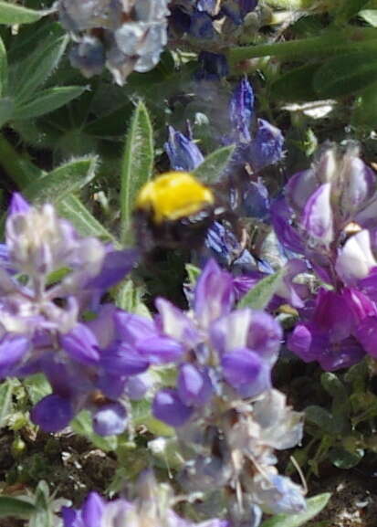 Image de Bombus morrisoni Cresson 1879