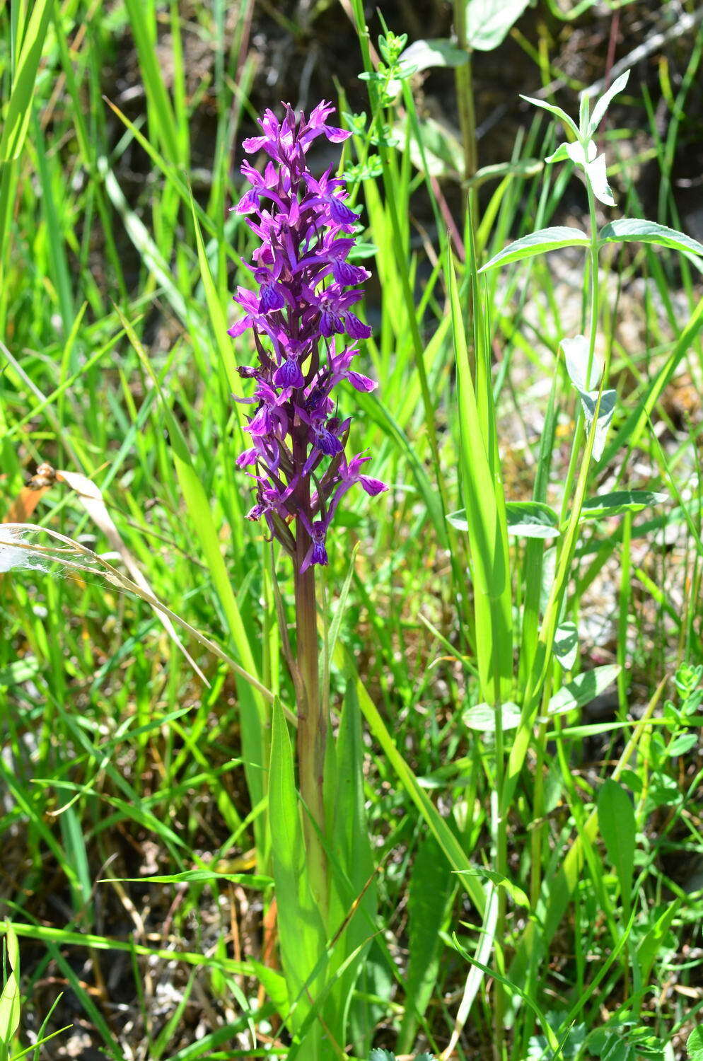 Image of Dactylorhiza umbrosa (Kar. & Kir.) Nevski