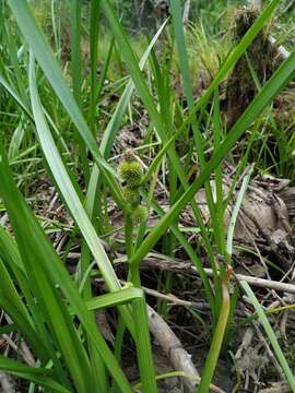 Image de Sparganium glomeratum (Laest. ex Beurl.) Beurl.