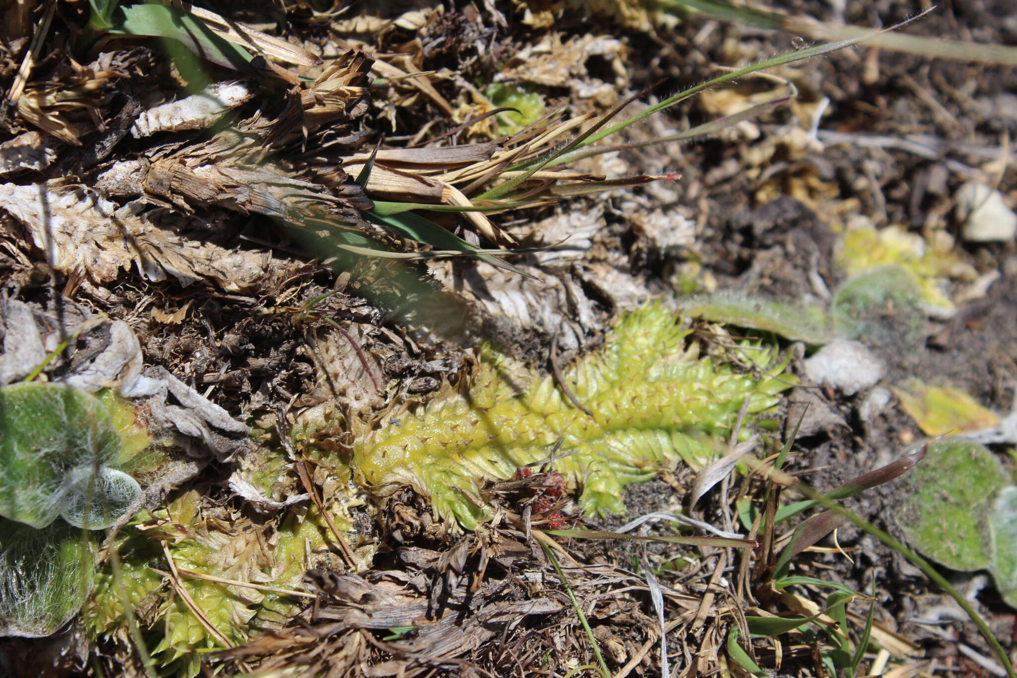 Imagem de Pseudolycopodiella sarcocaulon (Kuhn) Holub