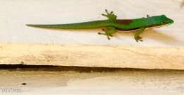 Plancia ëd Phelsuma lineata Gray 1842