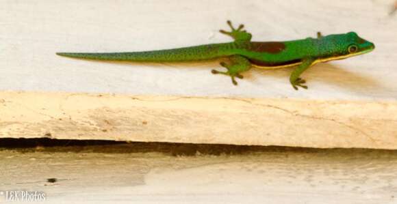 Image of Lined Day Gecko