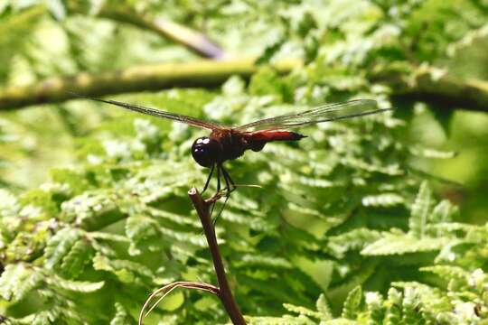 Imagem de Tramea eurybia Selys 1878