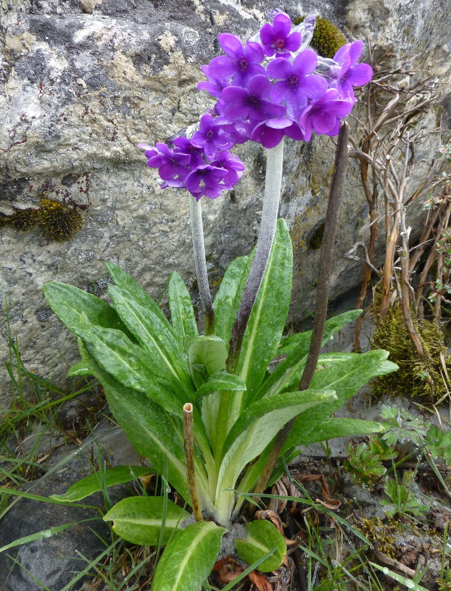 Plancia ëd Primula macrophylla D. Don