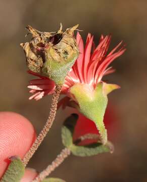 Image of Drosanthemum edwardsiae L. Bol.