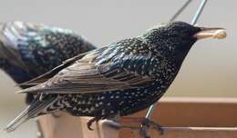 Sivun Sturnus vulgaris vulgaris Linnaeus 1758 kuva