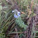 Image de Salvia lachnostachys Benth.