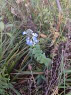 Image of Salvia lachnostachys Benth.