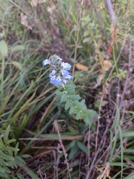 Imagem de Salvia lachnostachys Benth.