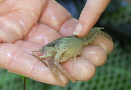 Image of White River Crayfish