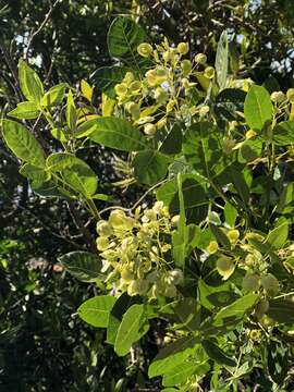 Image of California hoptree