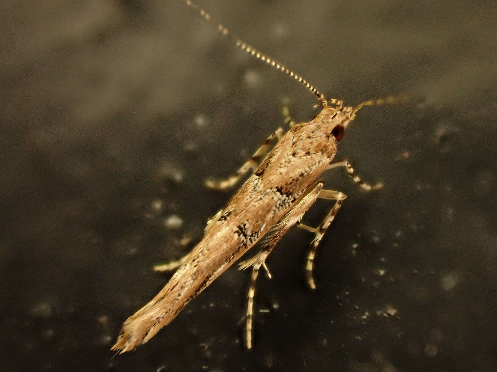 Image of cosmet moth