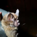 Image of Lander's Horseshoe Bat