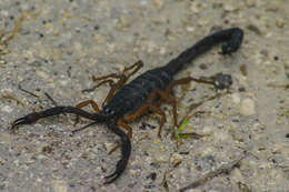 Image of Florida Bark Scorpion