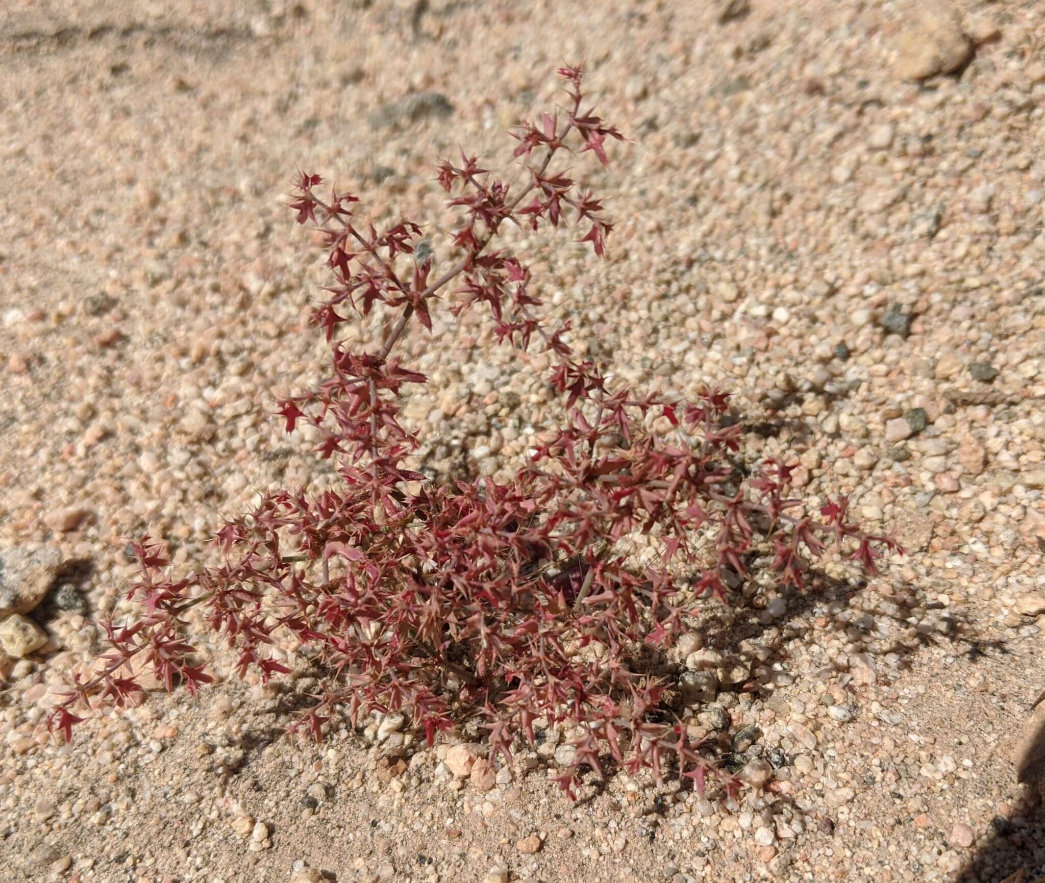 Image of centrostegia