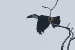 Image of Channel-billed Toucan