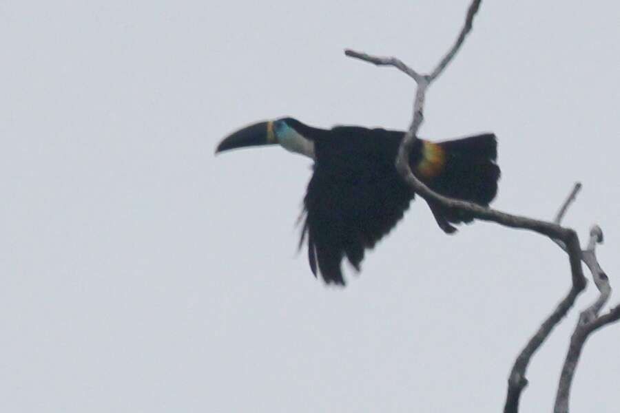 Image de Toucan ariel