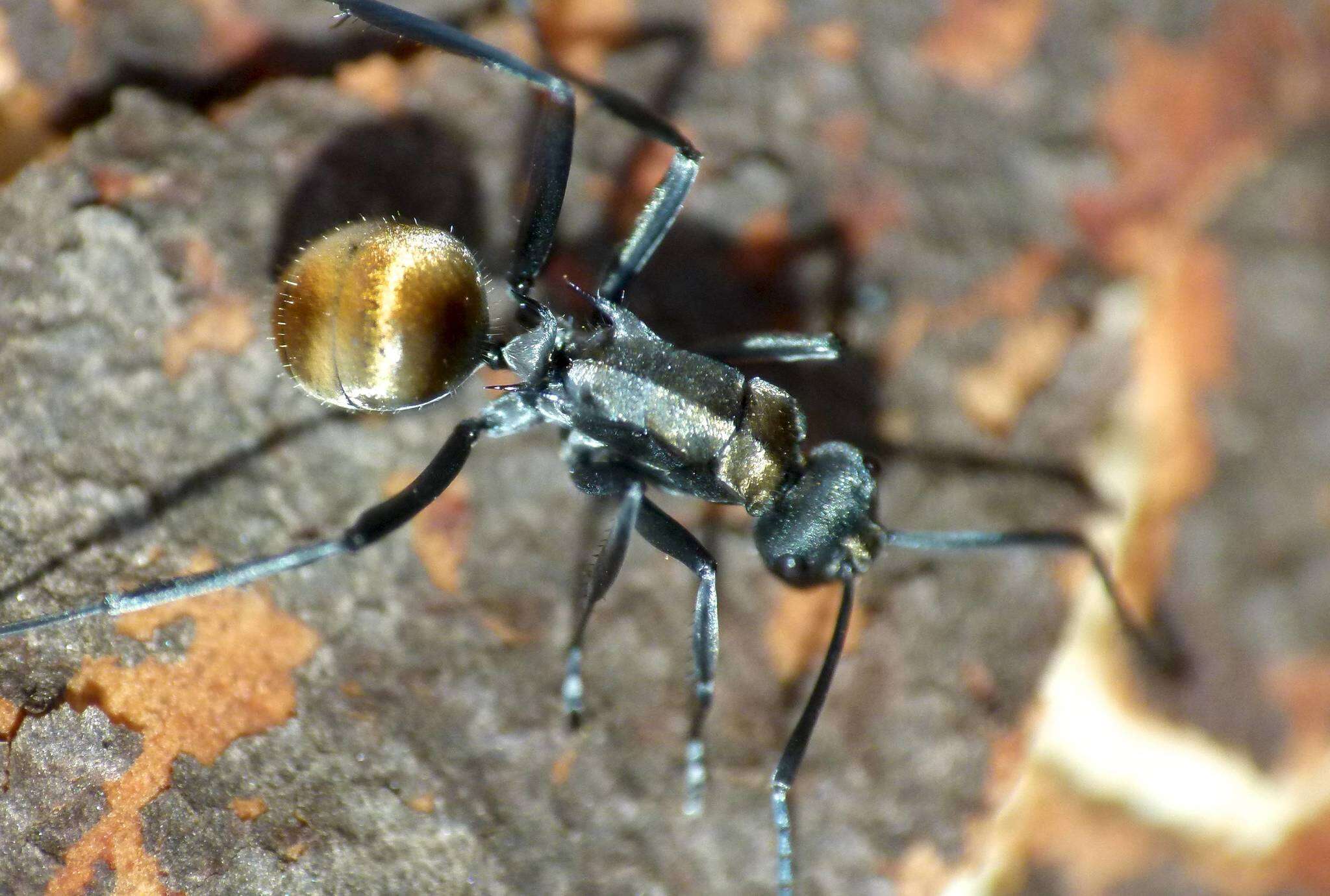 Image of Polyrhachis ammon (Fabricius 1775)