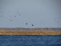 Image of Velvet Scoter