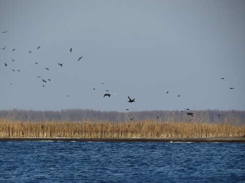 Image of Velvet Scoter