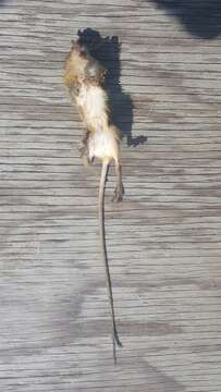 Image of jumping mice