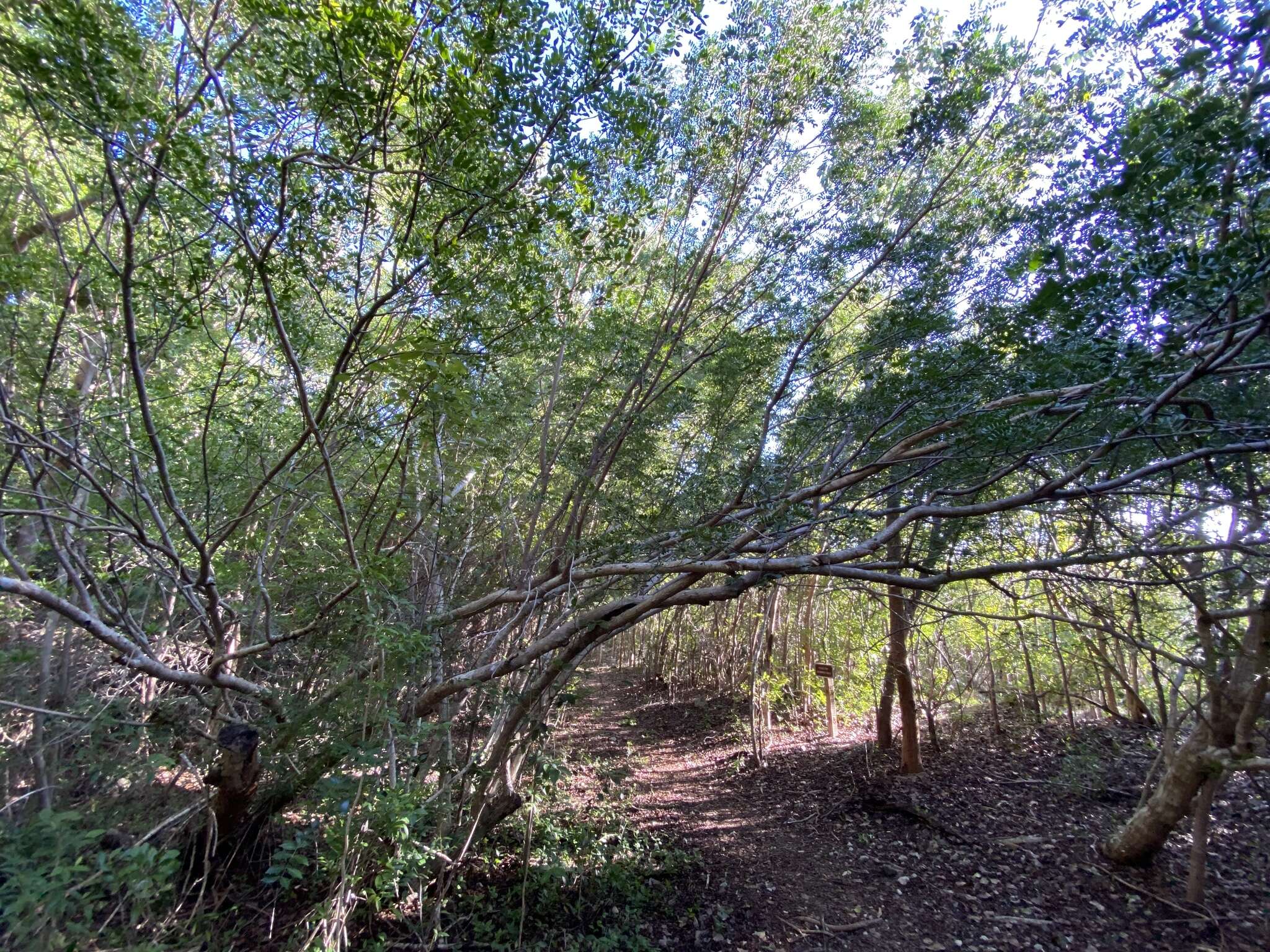 Слика од Vachellia choriophylla (Benth.) Seigler & Ebinger