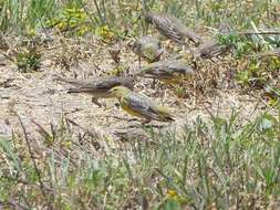 Image of Raimondi's Yellow Finch