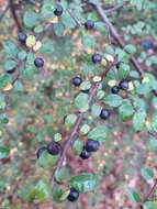 صورة Cotoneaster nitens Rehd. & E. H. Wilson