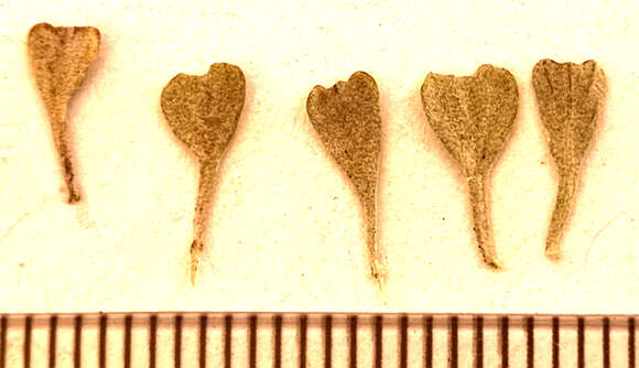 Image de Pentzia dentata (L.) Kuntze