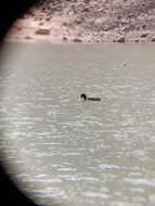 Image of Horned Coot