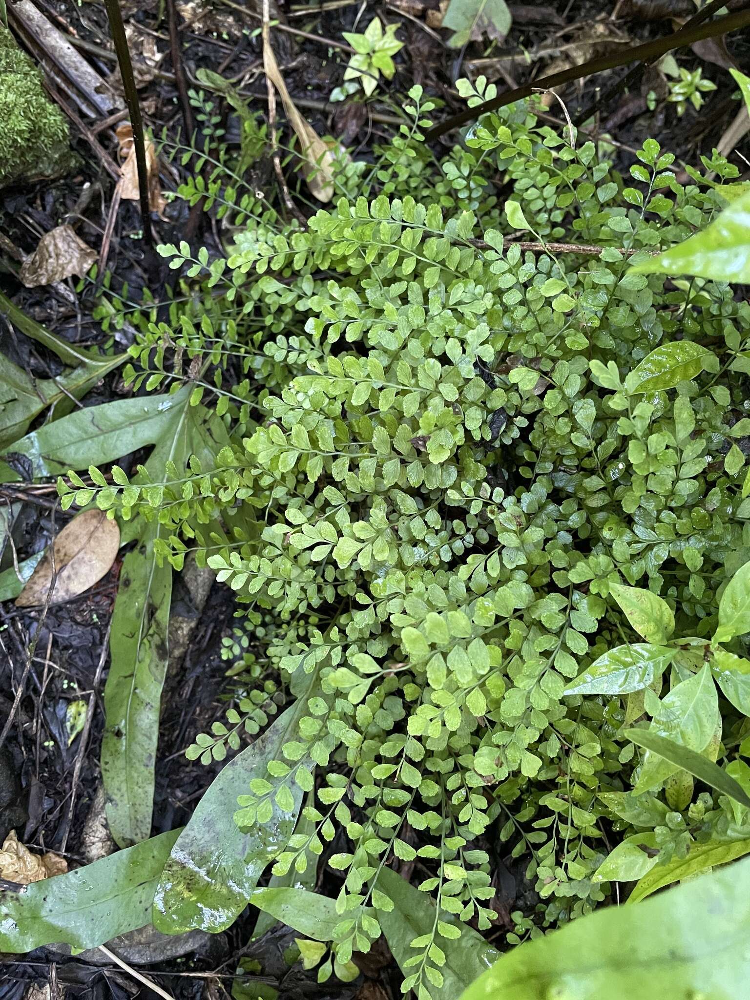 Image of Asplenium dentatum L.