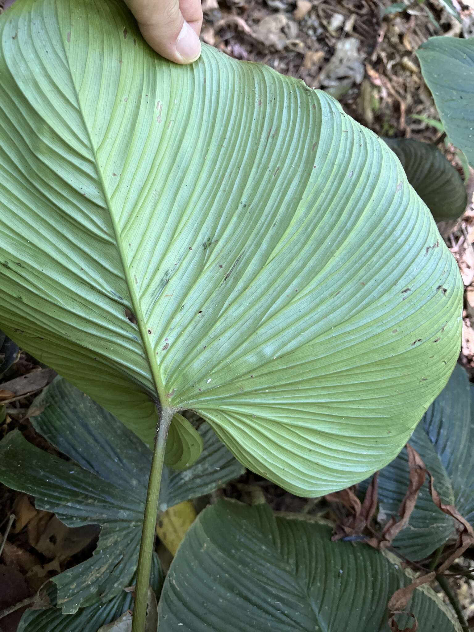 Sivun Philodendron grandipes K. Krause kuva