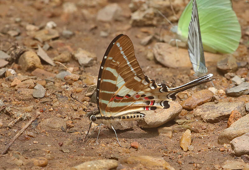 Image de Graphium aristeus (Stoll 1780)