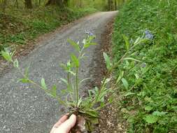 Image de Myosotis decumbens Host