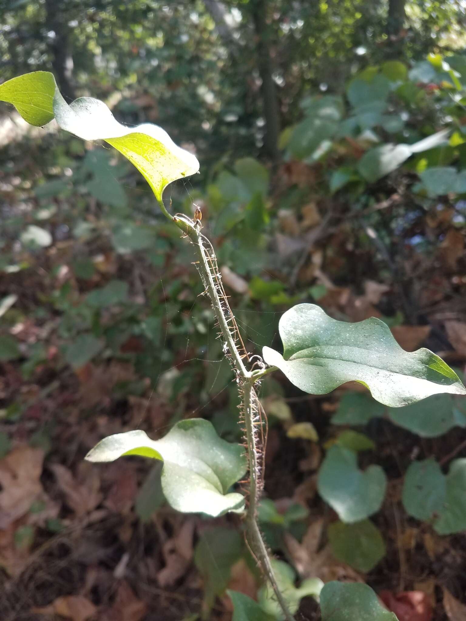 Image de Smilax californica (A. DC.) A. Gray