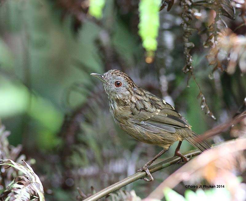 Image of Streaked Wren-Babbler