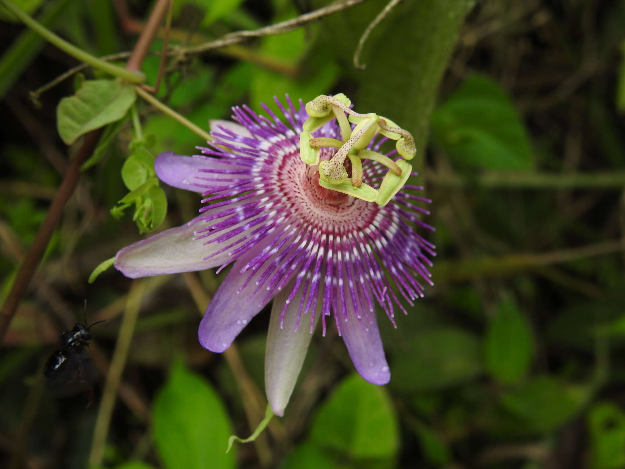 Imagem de Passiflora sprucei Mast.