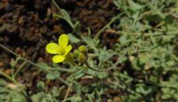 Image of Diplotaxis harra subsp. hirta (A. Chev.) Sobrino Vesperinas