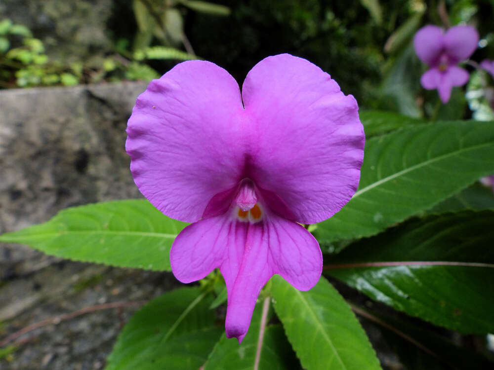 Image of Impatiens macrovexilla Y. L. Chen