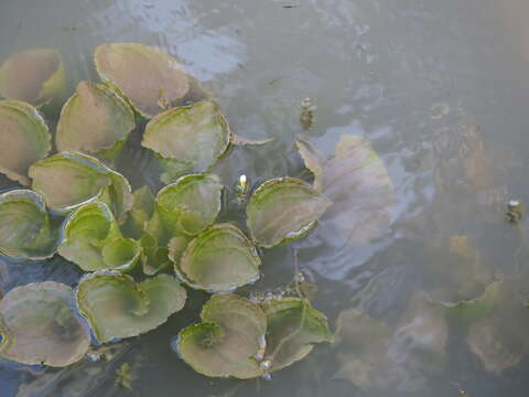 Image of Duck-Lettuce