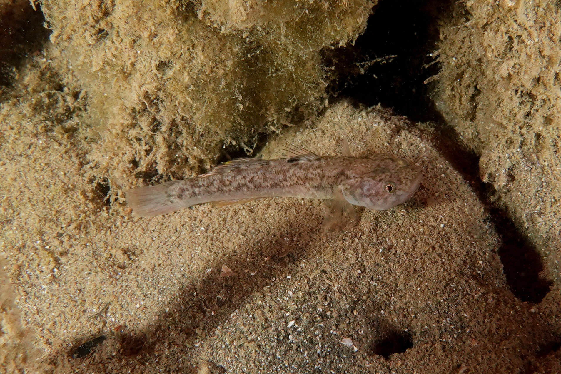 Imagem de Mugilogobius platynotus (Günther 1861)