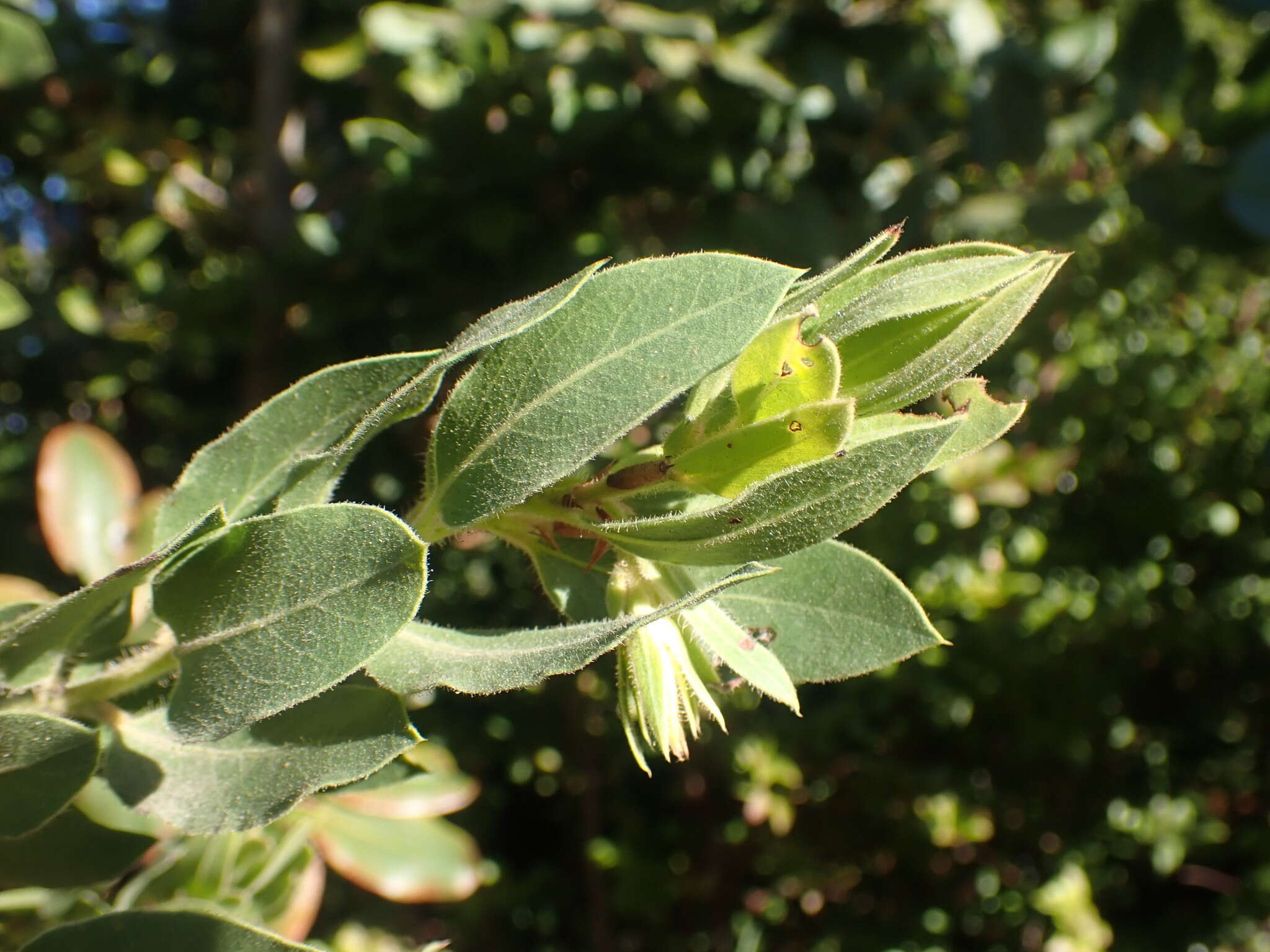 Sivun Arctostaphylos virgata Eastw. kuva