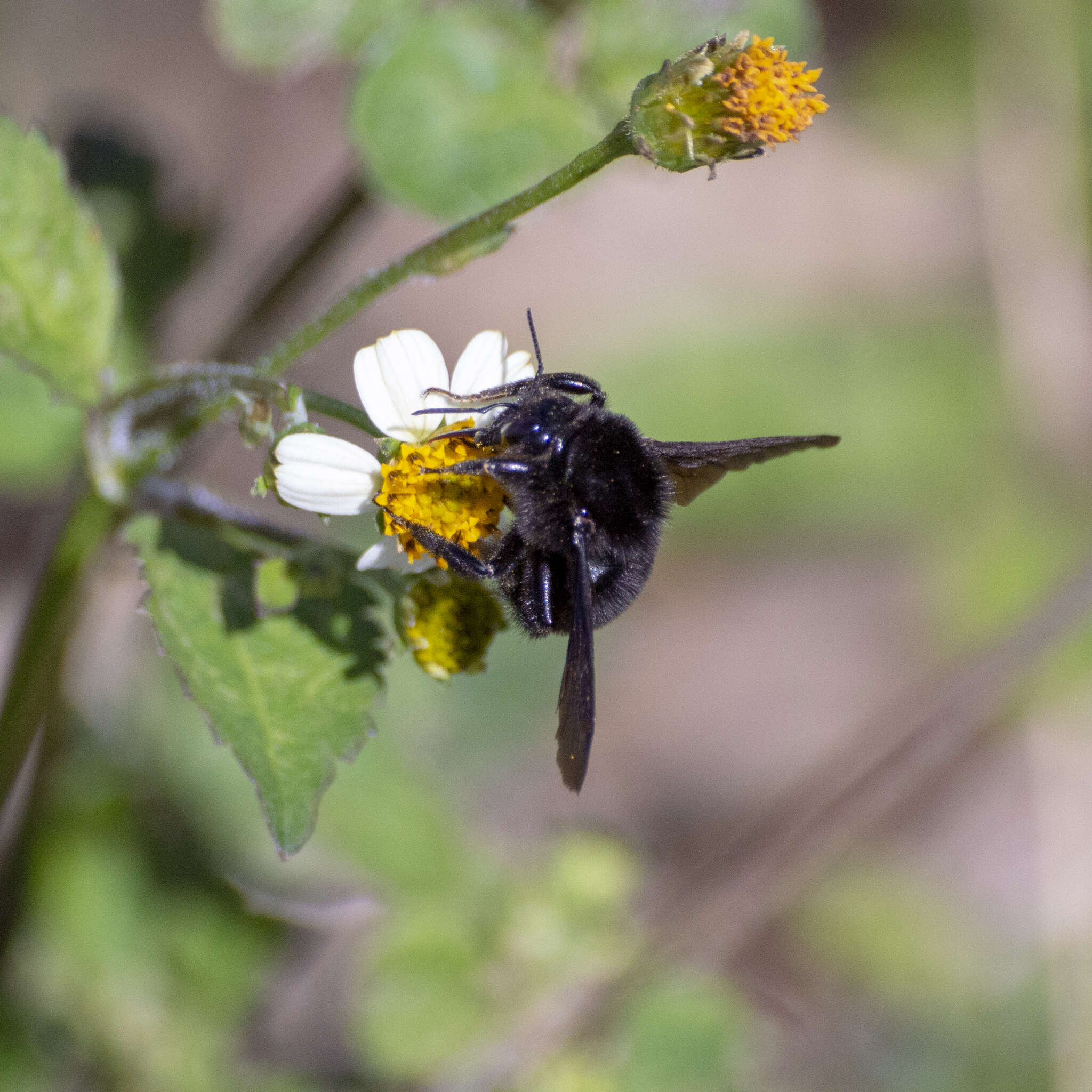 Image of Bombus morio (Swederus 1787)