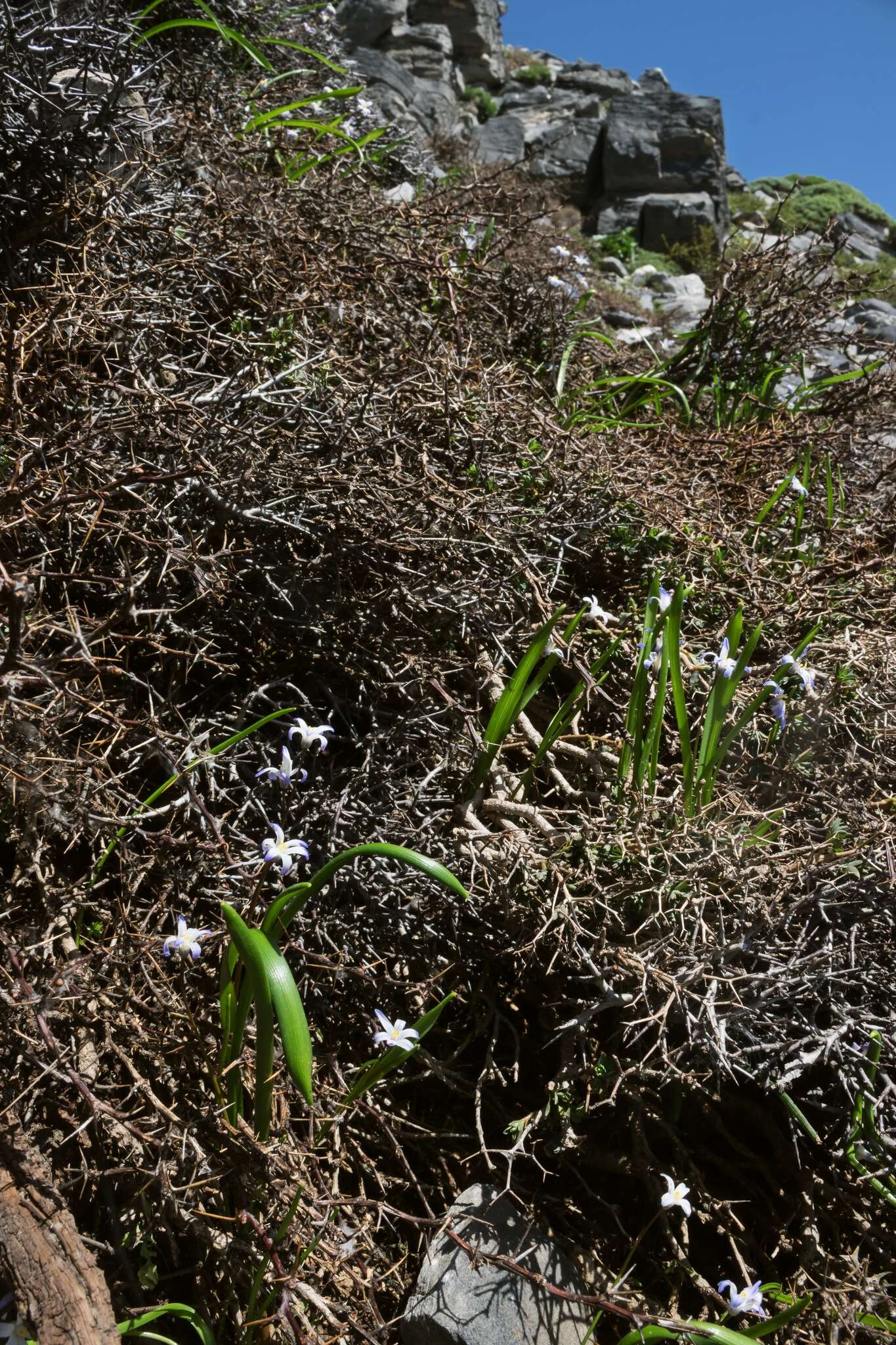 Image of Scilla nana (Schult. & Schult. fil.) Speta