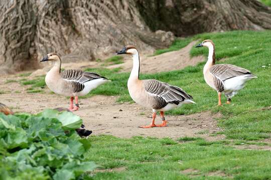 Image of Swan Goose