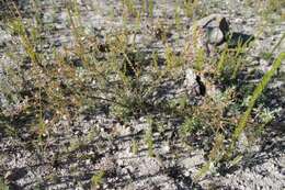 Image of Diosma hirsuta L.