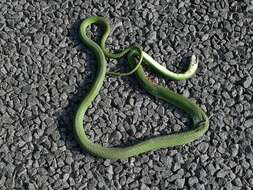 Image of Green mamba