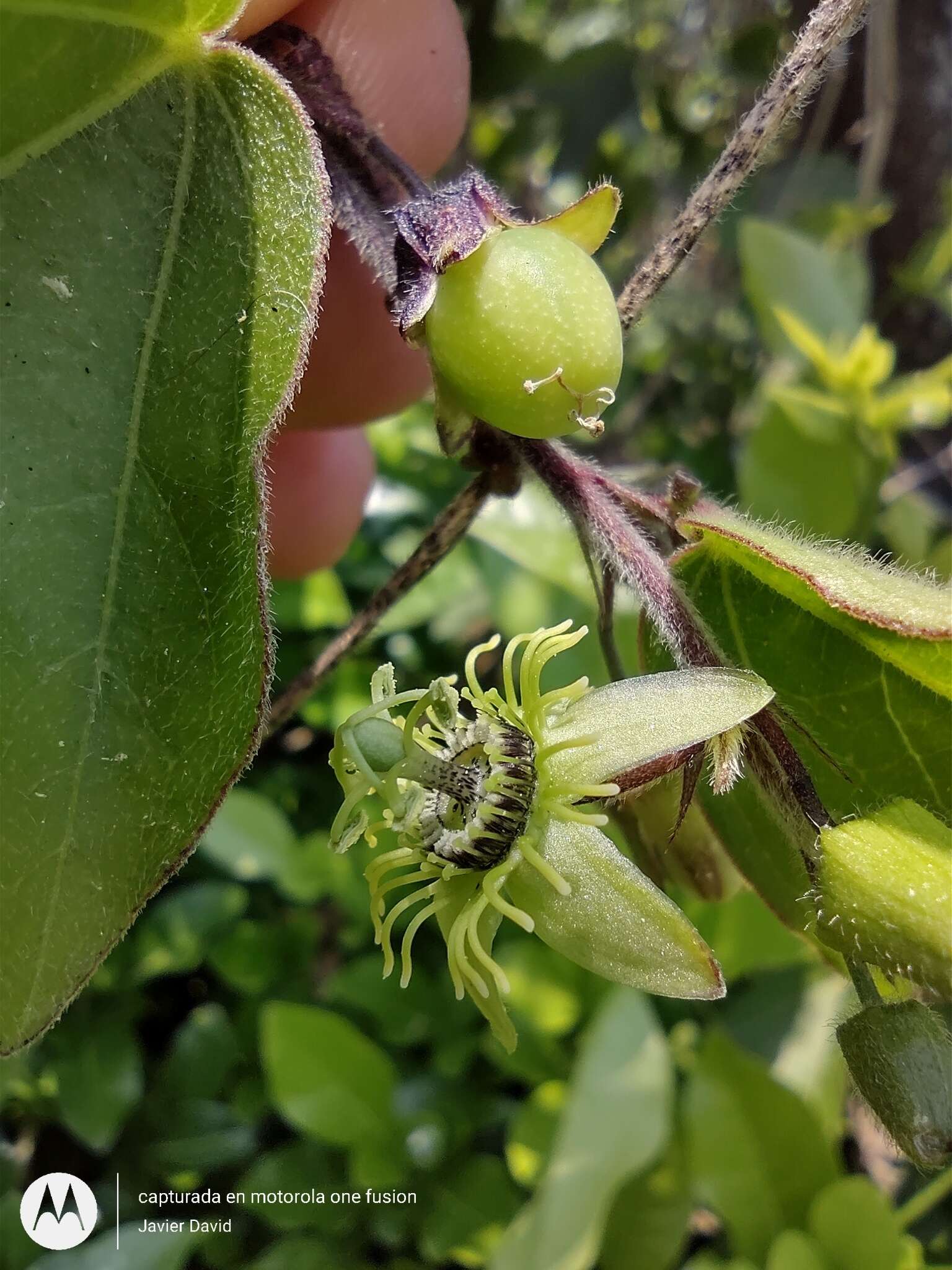 Image of Passiflora suberosa subsp. litoralis (Kunth) Port.-Utl. ex M. A. M. Azevedo, Baumgratz & Gonç.-Estev.