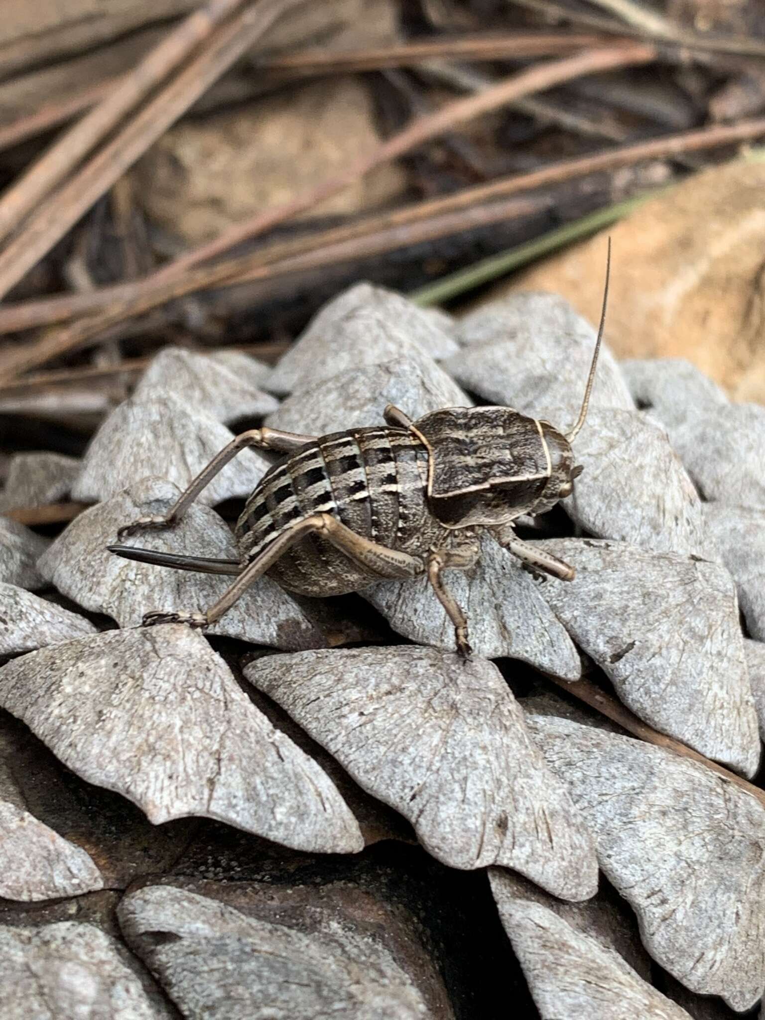 Sivun Pycnogaster (Bradygaster) sanchezgomezi subsp. constricta Bolívar & I. 1926 kuva